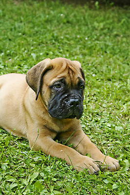 포토 JPG 해외이미지 식물 동물 응시 자연 사람없음 야외 초록색 반려동물 쌓기 정원 가축 듣기 개 달콤 강아지 송곳니 기르기 동물상 유래 해외202004 해외포토 시선 컬러 포유류 모션 조형물 맛 치아 생태계 돌봄 파일형식 이미지허브