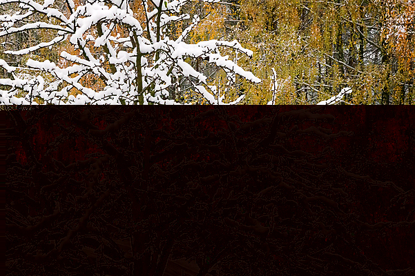 포토 JPG 해외이미지 나무 식물 계절 공원 줄기 여행 백그라운드 잎 겨울 자연 날씨 풍경 사람없음 야외 빛 노란색 평화 냉동 침묵 추위 가을 흰색 시골 신선 숲 서리 솜털 자작나무 해외202004 해외포토 공공시설 컬러 컨셉 소리 생태계 파일형식 이미지허브