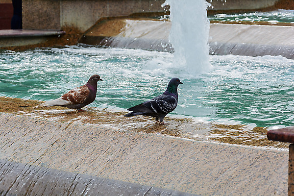 포토 JPG 해외이미지 계절 자연 사람없음 물 봄 분수 비둘기 해외202004 해외포토 자연요소 조류 생태계 파일형식 이미지허브