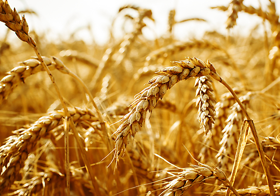 포토 JPG 해외이미지 식물 음식 빵 줄기 밭 농업 자연 건조 옥수수 씨앗 풍경 사람없음 여름 농작물 농장 농경지 노란색 식사 수확 성장 황금 낟알 시리얼 밀 귀 밀짚 밭일 숙성 호밀 해외202004 해외포토 계절 산업 컬러 곡류 신체부위 짚 생태계 파일형식 이미지허브