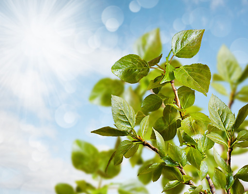포토 JPG 해외이미지 나무 식물 백그라운드 잎 자연 하늘 프레임 사람없음 야외 가로 초록색 파란색 컬러풀 환경 봄 성장 나뭇가지 숲 카피스페이스 해외202004 해외포토 계절 컬러 공백 생태계 파일형식 이미지허브