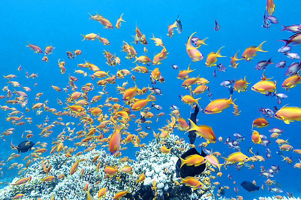 포토 JPG 해외이미지 동물 야생동물 바다 학교 아프리카 자연 이집트 어류 풍경 사람없음 물 파란색 바닷속 수중 거품 호주 잠수부 생태계 다이빙 인도네시아 태평양 홍해 인도양 몰디브 카리브해 깊이 해외202004 해외포토 자연요소 교육 나라 아시아 컬러 수영 수중동물 오세아니아 전문직 수중스포츠 파일형식 이미지허브