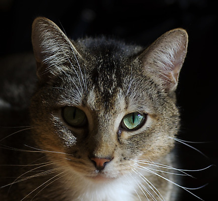 포토 JPG 해외이미지 동물 포유류 자연 사람없음 반려동물 고양이 솜털 해외202004 해외포토 생태계 파일형식 이미지허브