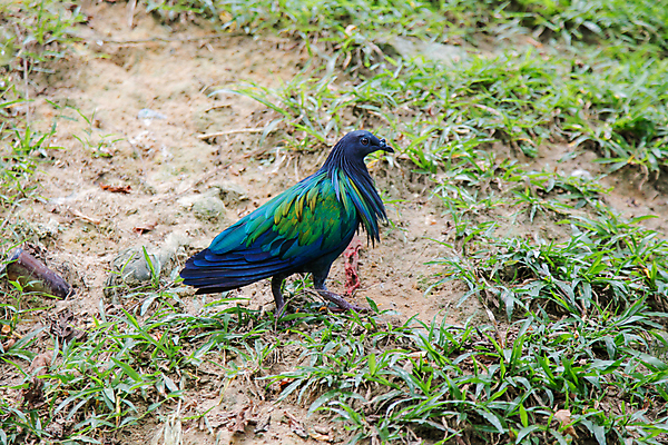 포토 JPG 해외이미지 나무 동물 1 공원 야생동물 백그라운드 날개 태국 자연 조류 앉기 사람없음 야외 목재 초록색 파란색 컬러풀 평화 환경 자유 나뭇가지 둥지 숲 깃털 싱글 비둘기 서식지 말레이시아 내추럴 무료 혼자 해외202004 해외포토 식물 공공시설 아시아 컬러 컨셉 재료 모션 생태계 파일형식 이미지허브