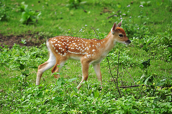 포토 JPG 해외이미지 동물 응시 공원 남자 야생동물 백그라운드 밭 포유류 자연 새로움 생물 털 건강 풍경 사람없음 야외 초록색 여름 갈색 머리 환경 일본 봄 흰색 시골 아기 신생아 황무지 숲 작음 먹이 서식지 내추럴 동물상 아기사슴 해외202004 해외포토 시선 계절 공공시설 아시아 새끼 컬러 컨셉 농업 사슴 사람 신체부위 조형물 크기 생태계 파일형식 이미지허브