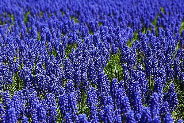 포토 JPG 해외이미지 식물 꽃 문화 밭 농업 자연 사람없음 장식 초록색 파란색 농작물 약 농장 머리 정원 보라색 성장 허브 라벤더 정중 전경 해외202004 해외포토 산업 컬러 컨셉 의학 풍경 신체부위 생태계 파일형식 탑뷰 이미지허브