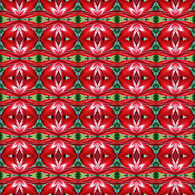 포토 JPG 해외이미지 식물 꽃 백그라운드 패턴 자연 벽지 추상 사람없음 컬러풀 나뭇가지 해외202004 해외포토 나무 컬러 무늬 생태계 파일형식 이미지허브