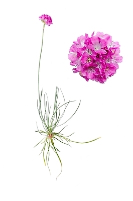 포토 JPG 해외이미지 식물 꽃잎 꽃 바다 분홍색 꽃무늬 가족 자연 사람없음 야외 장식 초록색 정원 맑음 봄 성장 벚꽃 절약 닫기 큼 허브 서리 영원 해외202004 해외포토 계절 컬러 컨셉 무늬 관계 모션 날씨 크기 생태계 파일형식 이미지허브