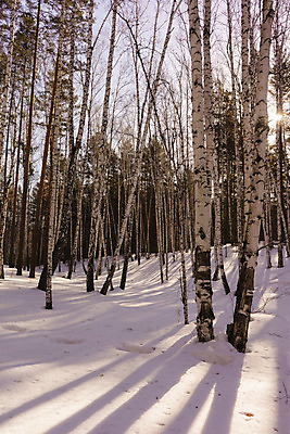 포토 JPG 해외이미지 나무 계절 공원 백그라운드 캐나다 겨울 자연 하늘 아침 날씨 노르웨이 핀란드 풍경 사람없음 야외 목재 파란색 빛 햇빛 환경 맑음 얼음 검은색 봄 추위 흰색 나뭇가지 소나무 숲 4월 속도 에코 러시아 장면 자작나무 생태학 눈내림 해외202004 해외포토 주간 자연요소 식물 공공시설 교육 유럽 컬러 북아메리카 재료 눈_날씨 북유럽 태양 날짜 생태계 파일형식 이미지허브