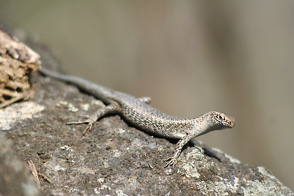 포토 JPG 해외이미지 동물 척추동물 야생동물 파충류 사람없음 도마뱀 브라질 해외202004 해외포토 남아메리카 파일형식 이미지허브