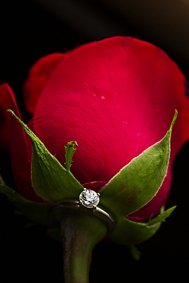 포토 JPG 해외이미지 식물 기념일 꽃잎 꽃 결혼 컨셉 꽃무늬 자연 결혼식 발렌타인데이 선물 사랑 사람없음 빨간색 장미 축하 반지 우아함 은색 보석 다이아몬드 약혼 해외202004 해외포토 감정 컬러 무늬 장신구 데이이벤트 이벤트 광석 생태계 약속 파일형식 이미지허브