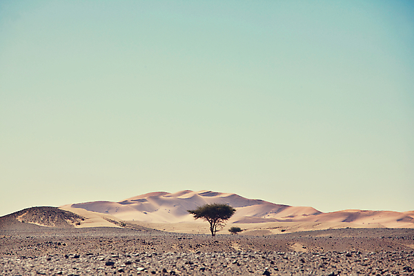 포토 JPG 해외이미지 모래 여행 오렌지 자연 하늘 건조 따뜻함 그림자 풍경 사람없음 야외 여름 파란색 글로벌 맑음 흙 사막 죽음 뜨거움 황무지 균열 저녁 인쇄 땅 몽골 모래언덕 언덕 가뭄 내추럴 감탄 특별함 해외202004 해외포토 계절 아시아 컬러 컨셉 과일 모션 날씨 야간 생태계 파일형식 이미지허브