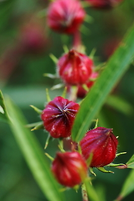 포토 JPG 해외이미지 식물 꽃 분홍색 백그라운드 잎 농업 채소 과일 자연 건조 건강 이집트 사람없음 빨간색 초록색 농장 장미 쌓기 흰색 신선 달콤 맛 허브 상쾌 유기농 자메이카 전국 타르트 투입 히비스커스 해외202004 해외포토 웰빙 감정 산업 빵 컬러 컨셉 북아메리카 모션 아프리카 생태계 파이_빵 파일형식 이미지허브
