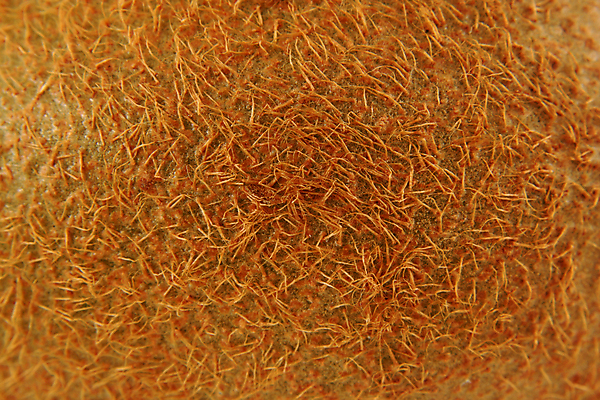 포토 JPG 해외이미지 음식 백그라운드 다이어트 과일 건강 키위 씨앗 사람없음 초록색 갈색 신선 맛 먹기 건강식 고립 해외202004 해외포토 식물 컬러 컨셉 모션 파일형식 이미지허브