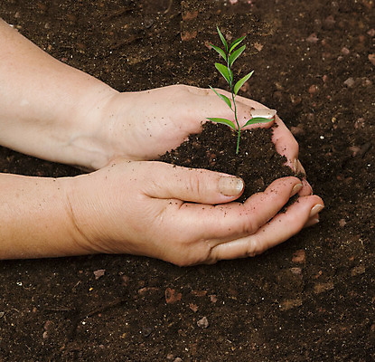 포토 JPG 해외이미지 주간 손 야외 신체부위 새싹 흙 해외202004 해외포토 자연요소 식물 사람 파일형식 이미지허브