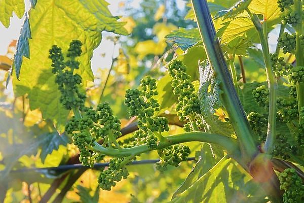 포토 JPG 해외이미지 전통 열매 백그라운드 밭 과일 자연 포도 풍경 사람없음 빨간색 초록색 컬러풀 태양 농장 일출 와인 계곡 보라색 일몰 수확 성장 덮개 가을 시골 신선 맛 해충 보호 다발 보안 날것 캘리포니아 포도밭 포도나무 지역 숙성 양조장 줄서기 토스카나 해외202004 해외포토 자연요소 식물 계절 컬러 컨셉 농업 모션 주류 안전 노을 미국 이탈리아 뚜껑 벌레 과일나무 생태계 파일형식 이미지허브