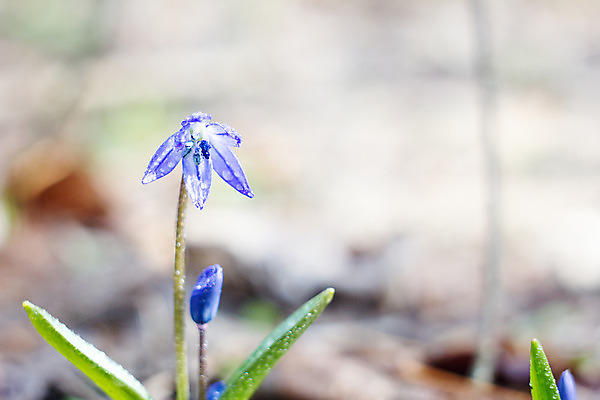 포토 JPG 해외이미지 식물 계절 꽃잎 꽃 꽃다발 백그라운드 잎 겨울 꽃무늬 자연 사람없음 야외 초록색 파란색 머리 정원 봄 성장 벚꽃 신선 개화 떨어짐 숲 4월 묘사 내추럴 블루벨 처음 헌병 해외202004 해외포토 컬러 컨셉 무늬 신체부위 군인 날짜 생태계 파일형식 이미지허브