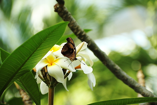 포토 JPG 해외이미지 식물 동물 아이콘 꽃 나비 곤충 잎 꽃무늬 날개 자연 사람없음 초록색 컬러풀 정원 검은색 봄 벌레 내추럴 취급주의 해외202004 해외포토 계절 컬러 무늬 경고 생태계 파일형식 이미지허브