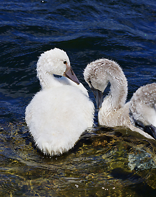 포토 JPG 해외이미지 응시 호수 어린이 오렌지 가족 조류 병아리 손잡이 사람없음 물 머리 검은색 수영 힘 회색 흰색 자신감 먹기 깃털 백조 목 계산서 돌봄 벙어리 해외202004 해외포토 자연요소 동물 시선 감정 컬러 과일 관계 모션 사람 신체부위 수상스포츠 파일형식 이미지허브