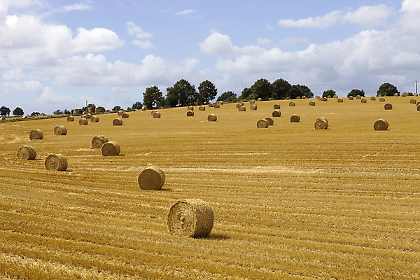 포토 JPG 해외이미지 식물 구름 계절 유럽 문화 음식 밭 농업 자연 하늘 날씨 건조 풍경 사람없음 야외 초록색 여름 파란색 태양 농장 농경지 노란색 맑음 프랑스 수확 시골 뜨거움 황금 건초더미 볏짚 먹이 땅 자르기 시리얼 묘사 롤 뭉치 밀짚 프랑스어 밭일 해외202004 해외포토 자연요소 문자 나라 산업 컬러 모션 건초 짚 생태계 파일형식 더미 이미지허브