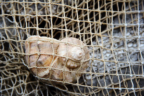 포토 JPG 해외이미지 여행 백그라운드 컨셉 자연 낚시 조개 사람없음 목재 장식 가로 여름 갈색 우주 수확 껍질 그물 정상 오브젝트 질감 해외202004 해외포토 나무 계절 컬러 농업 재료 레저 어패류 생태계 파일형식 이미지허브