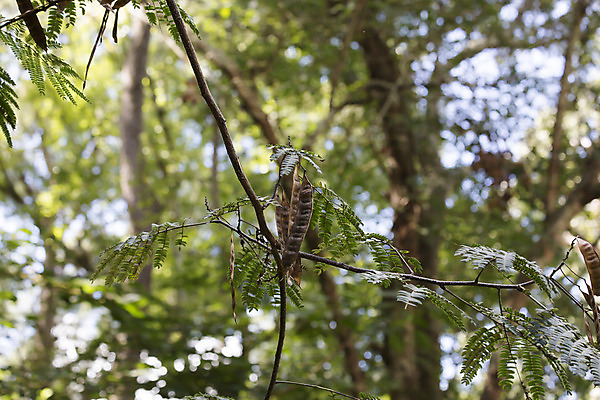 포토 JPG 해외이미지 나무 식물 계절 꽃 잎 꽃무늬 부분 자연 사람없음 야외 장식 초록색 정원 봄 성장 벚꽃 나뭇가지 신선 역 실크 수줍음 다발 지중해 향기 부드러움 솜털 웅장함 이국적 해외202004 해외포토 감정 바다 컬러 무늬 교통시설 직물 감각 생태계 냄새 파일형식 이미지허브