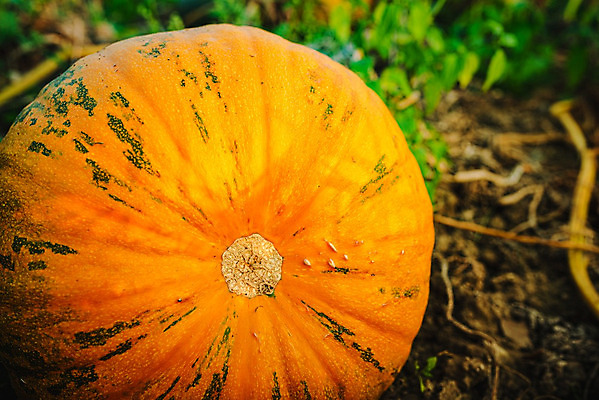 포토 JPG 해외이미지 1 계절 음식 줄기 백그라운드 농업 채소 오렌지 과일 재료 부분 자연 호박 휴가 건강 사람없음 장식 농장 정원 할로윈 수확 가을 흰색 등불 신선 오스트리아 볏짚 작음 11월 오브젝트 싱글 박 추수감사절 밀짚 스쿼시 10월 내추럴 고립 숙성 해외202004 해외포토 식물 유럽 산업 기독교 스포츠 컬러 조명 구기 날짜 짚 크기 생태계 파일형식 이미지허브