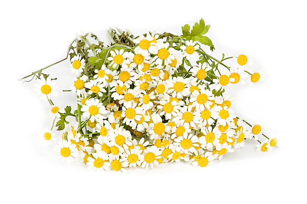 포토 JPG 해외이미지 식물 디자인 꽃잎 꽃 꽃다발 백그라운드 꽃무늬 자연 사람없음 장식 정원 들꽃 성장 흰색 개화 닫기 다발 묘사 원예 데이지 내추럴 고립 해외202004 해외포토 컬러 무늬 모션 취미 생태계 파일형식 이미지허브