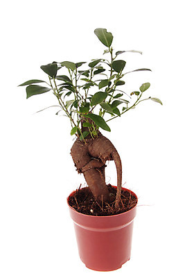 포토 JPG 해외이미지 나무 식물 꽃잎 꽃 화분 화초 백그라운드 잎 자연 주택 사람없음 초록색 정원 성장 나뭇가지 공구 신선 원예 분재 무화과 해외202004 해외포토 컬러 과일 취미 건물 도구 생태계 파일형식 이미지허브