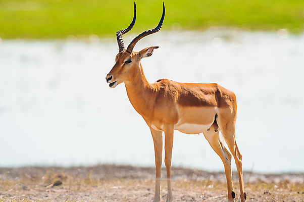 포토 JPG 해외이미지 모양 동물 응시 공원 남자 얼굴 야생동물 밭 아프리카 사슴 뿔 나선형 종류 성인 사람없음 머리 달러 사파리 손목시계 날카로움 영양 남쪽 내추럴 가젤 깊이 램 보츠와나 블러 사바나 전국 해외202004 해외포토 시선 공공시설 나라 시계 돈 무늬 농업 장신구 포유류 사람 신체부위 방향 파일형식 이미지허브