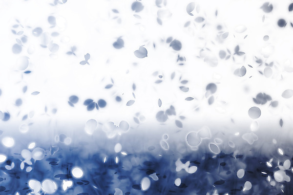 JPG 해외이미지 꽃잎 꽃 백그라운드 일러스트 사람없음 남색 그라데이션 카피스페이스 해외202004 해외일러스트 식물 컬러 공백 파일형식 이미지허브