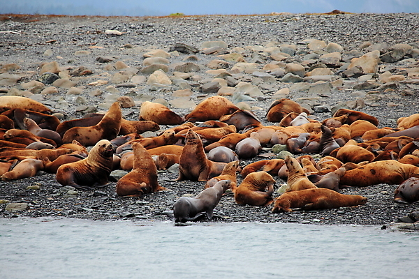 포토 JPG 해외이미지 동물 공원 남자 야생동물 모래 바다 포유류 자연 휴식 종류 풍경 사람없음 야외 갈색 쌓기 평화 수영 젖음 만 소 사자 큼 물개 팔 무거움 알래스카 고립 전국 해외202004 해외포토 공공시설 컬러 컨셉 모션 사람 신체부위 미국 바다동물 수상스포츠 무게 크기 생태계 파일형식 이미지허브