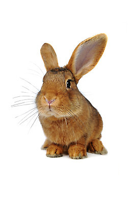 포토 JPG 해외이미지 동물 1 응시 백그라운드 부활절 털 앉기 사람없음 반려동물 갈색 흰색 토끼 관찰 설치류 작음 모피 자르기 싱글 귀 고립 해외202004 해외포토 시선 기념일 컬러 포유류 모션 신체부위 크기 파일형식 이미지허브