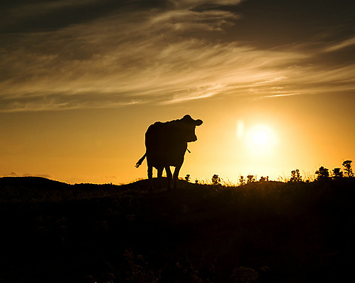 포토 JPG 해외이미지 동물 자연 북유럽 노르웨이 풍경 사람없음 야외 여름 일몰 소 해외202004 해외포토 계절 유럽 포유류 노을 생태계 파일형식 이미지허브
