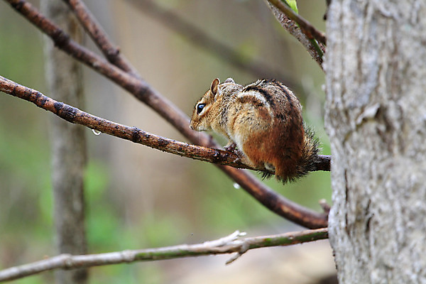 포토 JPG 해외이미지 나무 동물 공원 야생동물 포유류 자연 생물 털 사람없음 야외 갈색 줄무늬 견과류 흰색 황무지 설치류 숲 작음 먹기 호기심 꼬리 다람쥐 서식지 내추럴 땅바닥 해외202004 해외포토 식물 공공시설 감정 컬러 컨셉 무늬 모션 바닥 크기 생태계 파일형식 이미지허브