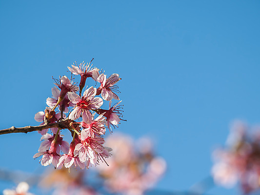 포토 JPG 해외이미지 나무 식물 계절 공원 꽃잎 꽃 아시아 분홍색 여행 태국 하늘 사람없음 야외 파란색 컬러풀 정원 봄 벚꽃 나뭇가지 체리 그룹 닫기 히말라야 해외202004 해외포토 공공시설 나라 컬러 과일 모션 파일형식 산맥 이미지허브