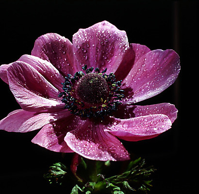 포토 JPG 해외이미지 식물 꽃 자연 사람없음 정원 보라색 닫기 아네모네 해외202004 해외포토 컬러 모션 생태계 파일형식 이미지허브