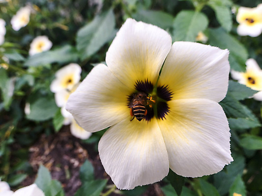 포토 JPG 해외이미지 식물 동물 꽃잎 꽃 곤충 백그라운드 꽃무늬 밭 자연 사람없음 초록색 여름 컬러풀 노란색 정원 봄 벚꽃 흰색 벌레 수분 벌 꽃가루 부드러움 꿀 내추럴 해외202004 해외포토 계절 컬러 무늬 농업 감각 가루 생태계 파일형식 이미지허브