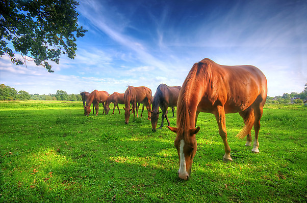 포토 JPG 해외이미지 동물 구름 계절 종교 야생동물 밭 자연 하늘 사람없음 야외 빨간색 초록색 여름 파란색 반려동물 세계 농장 갈색 평화 침묵 숲 갈기 조랑말 천국 내추럴 무료 서쪽 완벽 이상 파라다이스 해외202004 해외포토 자연요소 컬러 컨셉 농업 소리 말_동물 방향 생태계 파일형식 이미지허브