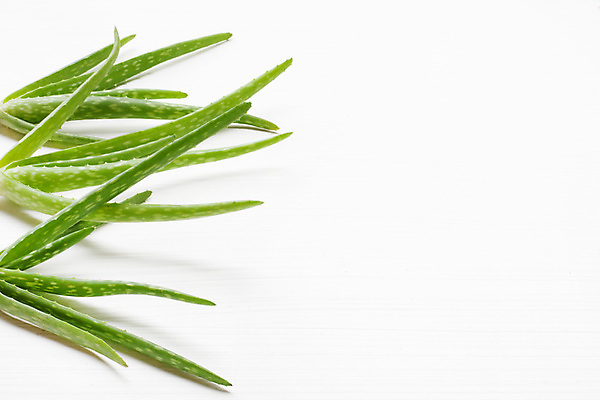 포토 JPG 해외이미지 스튜디오촬영 실내 사람없음 초록색 흰배경 알로에 해외202004 해외포토 식물 컬러 백그라운드 내부 흰색 파일형식 이미지허브