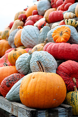 포토 JPG 해외이미지 식물 계절 음식 백그라운드 단풍 패턴 농업 채소 오렌지 부분 자연 벽지 호박 휴가 사람없음 장식 빨간색 초록색 농장 노란색 정원 축제 할로윈 수확 가을 작음 큼 11월 질감 박 추수감사절 흙더미 10월 내추럴 숙성 식용 많음 해외202004 해외포토 산업 기독교 컬러 컨셉 잎 무늬 과일 흙 날짜 크기 생태계 파일형식 더미 이미지허브