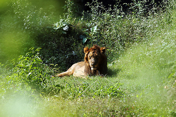 포토 JPG 해외이미지 동물 아시아 야생동물 포유류 아프리카 자연 국립공원 사람없음 고양이 힘 에너지 우아함 사자 인도인 육식동물 사냥꾼 힘찬 해외202004 해외포토 외국인 직업 공원 나라 컨셉 동양인 반려동물 생태계 파일형식 이미지허브