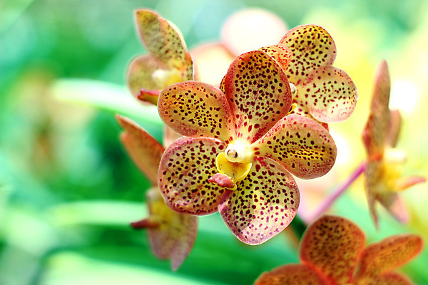 포토 JPG 해외이미지 식물 공원 꽃잎 꽃 꽃다발 백그라운드 잎 꽃무늬 밭 농업 자연 하늘 사람없음 야외 여름 컬러풀 햇빛 태양 정원 성장 벚꽃 나뭇가지 농촌 신선 화려 개화 난초 고급 우아함 자연백그라운드 심기 해외202004 해외포토 자연요소 나무 계절 공공시설 산업 컬러 컨셉 무늬 모션 시골 생태계 파일형식 이미지허브