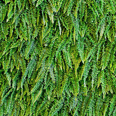 포토 JPG 해외이미지 식물 백그라운드 잎 자연 사람없음 장식 초록색 정원 젖음 떨어짐 가득함 대칭 양치류 해외202004 해외포토 컬러 컨셉 생태계 파일형식 이미지허브