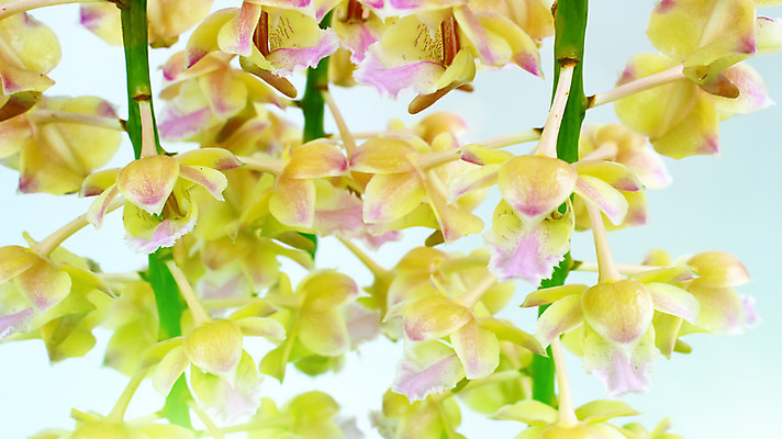 포토 JPG 해외이미지 식물 디자인 꽃잎 꽃 분홍색 꽃다발 백그라운드 잎 꽃무늬 자연 사람없음 장식 초록색 보라색 봄 성장 벚꽃 흰색 나뭇가지 난초 우아함 싱글 고립 해외202004 해외포토 나무 계절 컬러 컨셉 무늬 생태계 파일형식이미지허브 