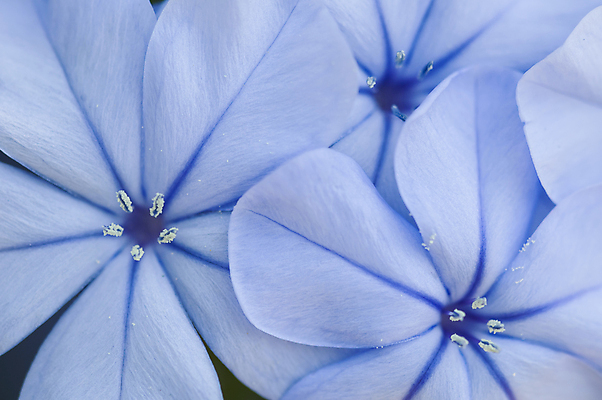 포토 JPG 해외이미지 식물 계절 꽃잎 꽃 하늘색 자연 사람없음 파란색 정원 봄 벚꽃 개화 닫기 해외202004 해외포토 컬러 모션 생태계 파일형식 이미지허브