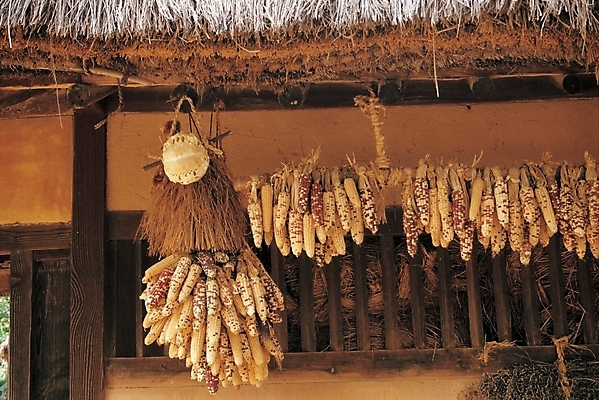 포토 식물 음식 고건축 식재료 곡류 한국 초가집 매달리기 옥수수 풍경 사람없음 야외 가로 농촌 시골 저장식품 국내포토 건축물 아시아 모션 한옥 파일형식