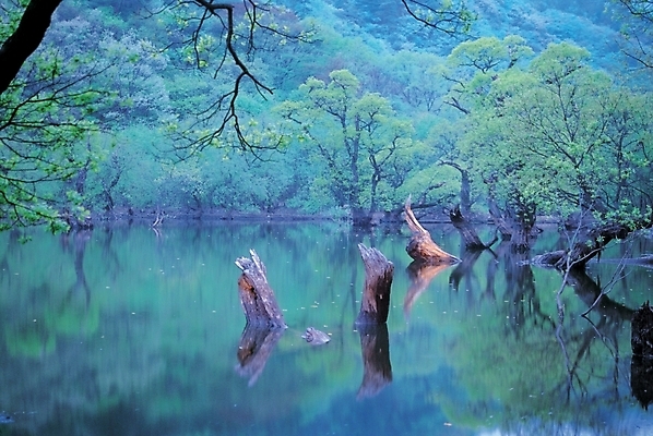 포토 주간 나무 식물 호수 컬러 자연 산 풍경 사람없음 야외 가로 초록색 물 저수지 버드나무 고목 주산지 국내포토 자연요소 생태계 청송 파일형식