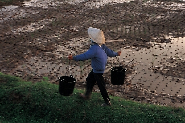 포토 JPG 주간 아시아 외국문화 여행 밭 농업 논 한명 사람 풍경 야외 가로 농촌 시골 농부 베트남 베트남문화 물지게 국내포토 자연요소 직업 1 동양문화 나라 산업 문화 동남아시아 파일형식