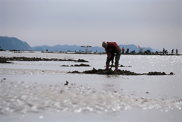 포토 JPG 주간 여자 산업 바다 어업 한명 사람 풍경 야외 가로 시골 어부 수집 어촌 갯벌 조개잡이 여자만 여자한명만 국내포토 자연요소 직업 1 파일형식